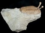 Stalked Eyed Asaphus Trilobite - #6464-5